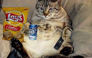 Lay's Classic Chips, beer, and a cat relaxing on a couch.