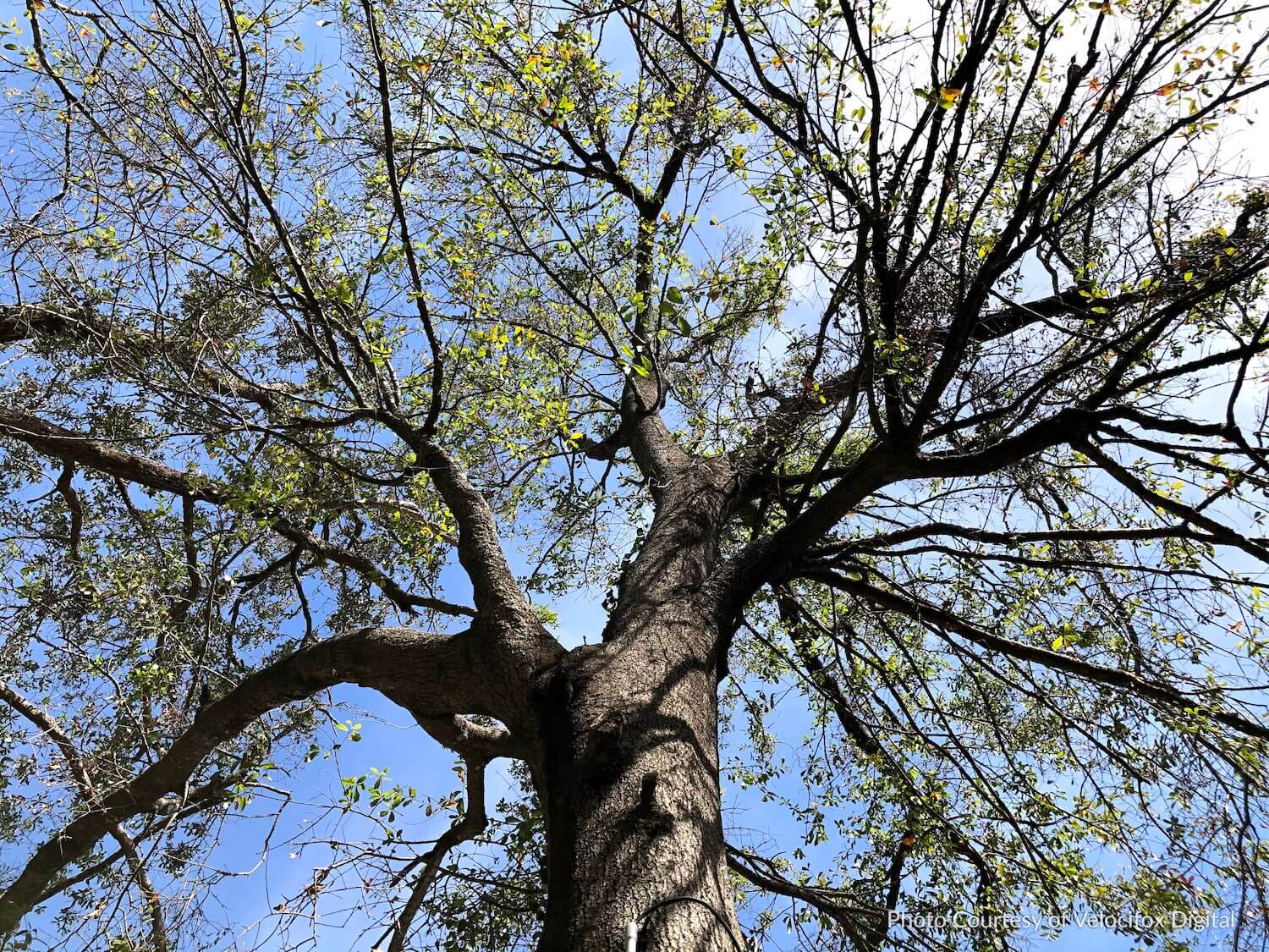 View looking up at a tree leafing out in the spring